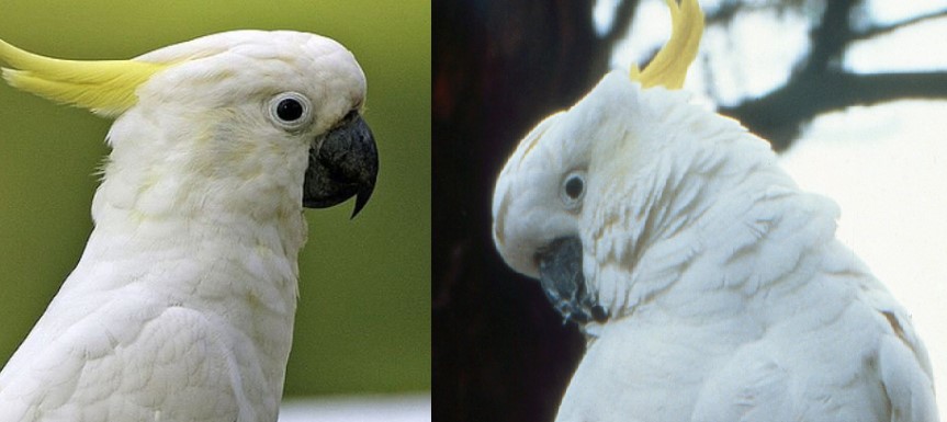 Endangered Carnaby's Cockatoo: Among World's Longest-Living Birds