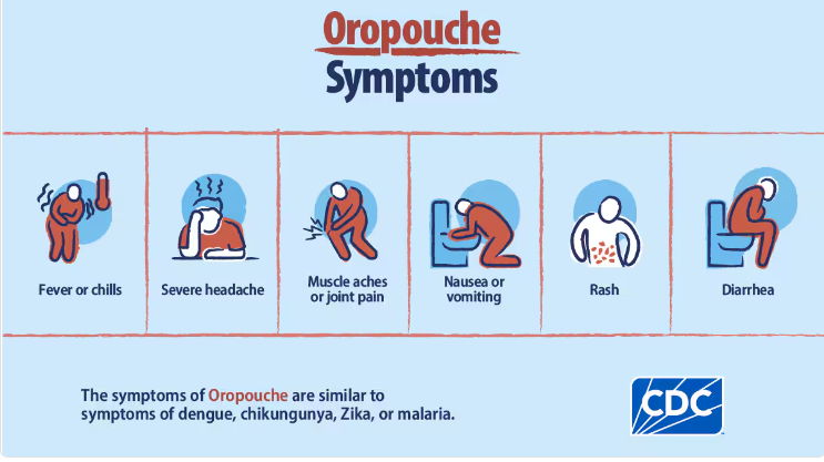  Oropouche virus