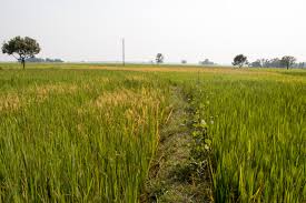 The Food Corporation of India and state agencies have procured 85.41 LMTs of paddy in Punjab, disbursing Rs 19,800 crore to about 4 lakh farmers.