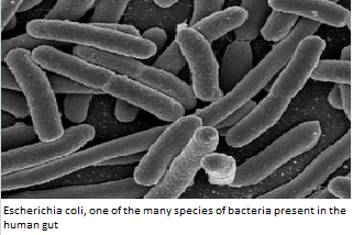 Gut_microbiota