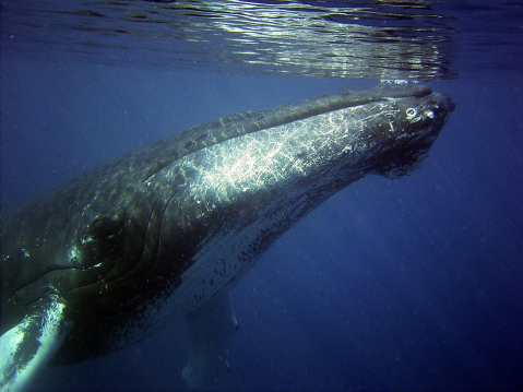 Humpback whale